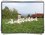 Białe Owczarki Szwajcarskie, trawa, dach, komin