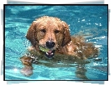 Basen, Pływający, Aportujący, Pies