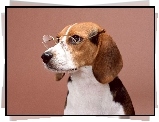 Okulary, Beagle