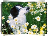 Pies, Łąka, Kwiatki