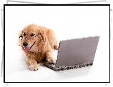 Pies, Golden retriever, Laptop