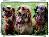 Trzy, Psy, W, Okularach, Słonecznych