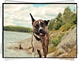 Pies, Mina, Jezioro