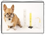 Pies, Okulary, Laboratorium