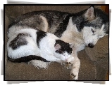 Śpiący, Kot, Pies, Siberian Husky