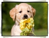 Pies, Szczeniak, Golden retriever, Żółta, Róża