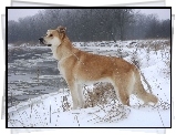 Pies, Śnieg, Jezioro