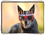Pies, Czerwone, Okulary, Urodziny