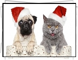 Pies, Kot, Świąteczne, Czapki