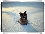 Zima, Pies, Dużo, Śniegu