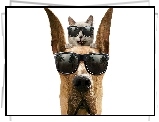 Kot, Pies, Okulary, Głowa