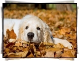 Pies, Golden Retriever, Liście, Jesień