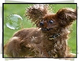 Piesek, Bańka, Mydlana, Yorkshire Terrier