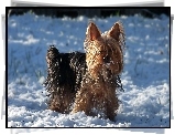 Yorkshire Terrier, Śnieg