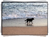 Piesek, Morze, Plaża