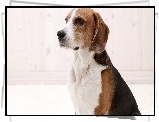 Beagle, Portret