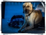 Labrador Retriever, Pies, Posłanie