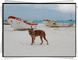 Plaża, Pies, Łódki