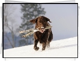 Pies, Kij, Aport, Śnieg