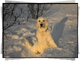 Pies, Retriever, Śnieg
