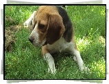 Beagle, Trawa