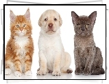 Kot, Maine Coon, Labrador, Szczeniak, Kot Birmanski