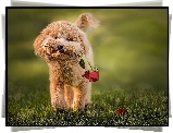 Pies, Róża, Pudel miniaturowy