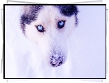 Pies, Siberian Husky, Zima, Śnieg