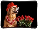Piesek, Czerwone, Róże, Walentynki, Golden Retriever