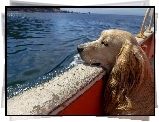 Pies, Morze, Łódz