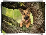 Pies, Owczarek, Niemiecki, Drzewo