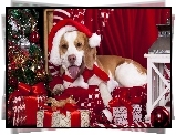 Pies, Prezenty, Świąteczne, Choinka