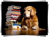 Pies, Golden retriever, Książki