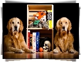 Dwa, Psy, Golden retrievery, Książki