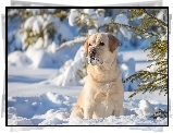 Golden Retriever, Drzewa, Las, Zima