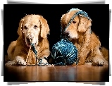 Dwa, Psy, Golden retrievery, Okulary, Włóczka