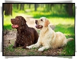 Dwa, Labradory Retriever

