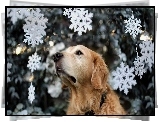Biszkoptowy, Golden, Retriever, Świąteczne, Gwiazdki, Rozmycie