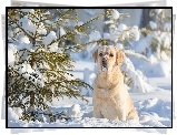 Labrador, Retriever, Śnieg, Zima, Iglaki