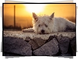 West Highland White terrier, Murek, Słońce