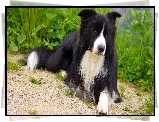 Lecy, Border collie, Roliny