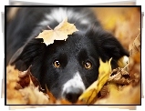 Border collie, Głowa, Liście