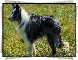 Border collie