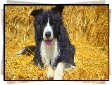 Leżący, Border collie, Słoma