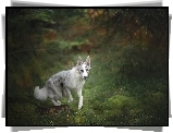 Border collie, Las, Pień