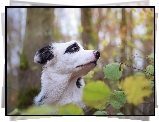 Głowa, Border collie, Liście