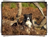 Border collie, Łąka, Rośliny, Konary