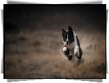 Border collie, Bieg, Skok, Rozmyte, Tło