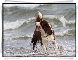 Border collie, Fale