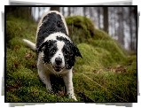 Zmoknięty, Border collie, Ściółka